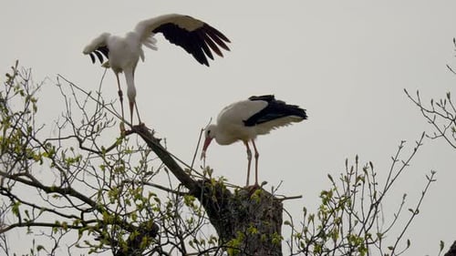 Close up shot of two storks sitting on treetop against cloudy sky,slow motion