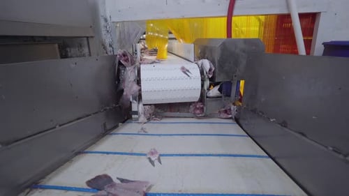 Fishery industry: the conveyor belt of a fish fillet processing system, transporting valuable seafoo