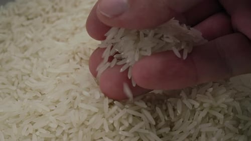 Hand Sorting Through Long Grain White Rice