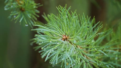 A close-up shot of the pine tree branch after the rain. Tiny drops hang on thin needles. Slow-motion
