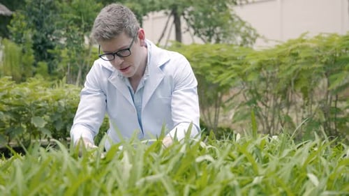 Biotechnology man engineer examining plant leaf for disease