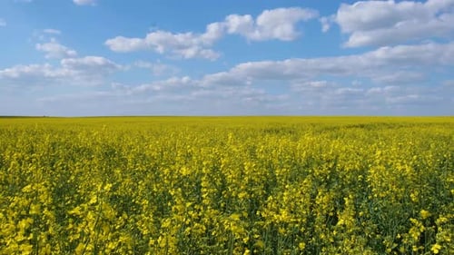 Blue and Yellow Flag of Ukraine in Nature
