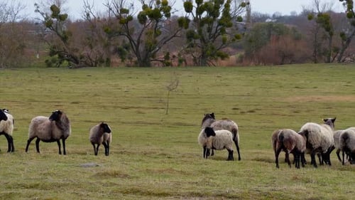 Grey fluffy sheep walk in the field grazing. Pasturing the small cattle in the countryside.