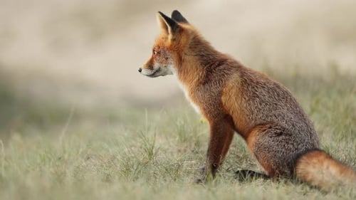 Netter junger Rotfuchs erkundet die Wiese mit Gräsern, Teleobjektiv