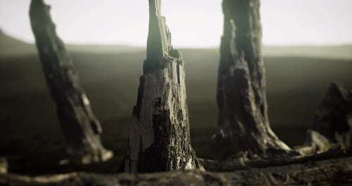 Ancient Tree Stumps Rise From the Barren Ground Under a Misty Sky at Dusk
