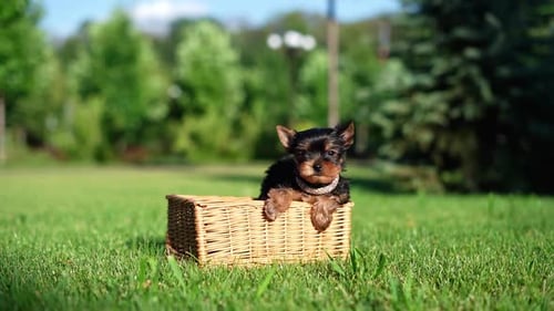 Yorkshire Terrier Puppy Sitting in a white wicker basket on Green Grass