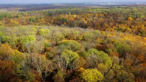 Aerial View of Beautiful Autumn Forest