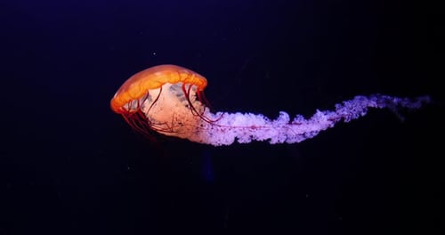 Schwarze Qualle oder Schwarze Meernessel, Pazifik, Chrysaora Achlyos, Meerwasseraquarium in Frankreich
