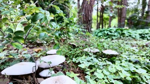 Agaricus mushroom in a coniferous forest covered with ivy