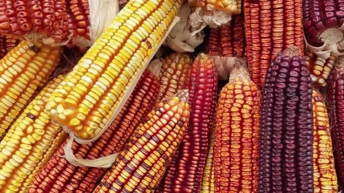 Colorful Corn Cobs, Agriculture Harvest Close Up