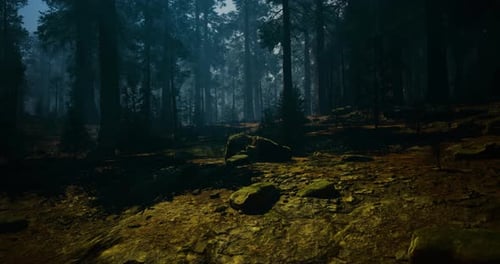 Sunlight Filtering Through Dense Forest Trees in Serene Woodland Setting