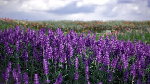 Lavender Fields Bloom Under a Cloudy Sky in a Stunning Countryside Setting