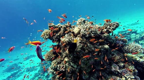 Tropical underwater sea fishes, Coral reef marine