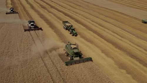 Harvester Harvests Wheat Crop On Field
