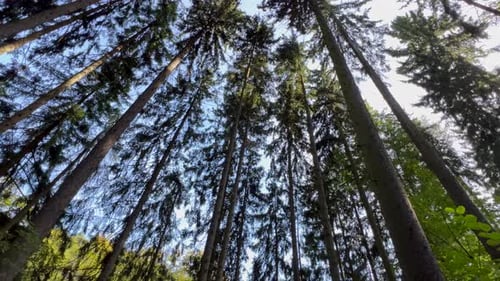 Giant Trees in a Coniferous Forest Summer Time Slow Motion