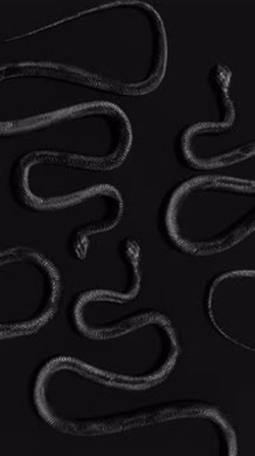 Retrato de serpiente negra