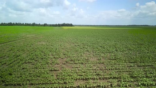 Vista aérea do campo de girassol na Ucrânia