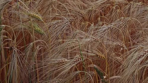 Golden wheat cereal crop field close-up growing