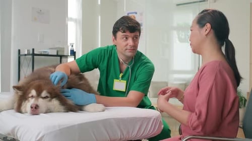 Veterinarian Examining Brown Dog at Clinic