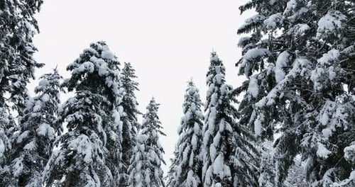 Aerial view of winter wonderland nature landscape