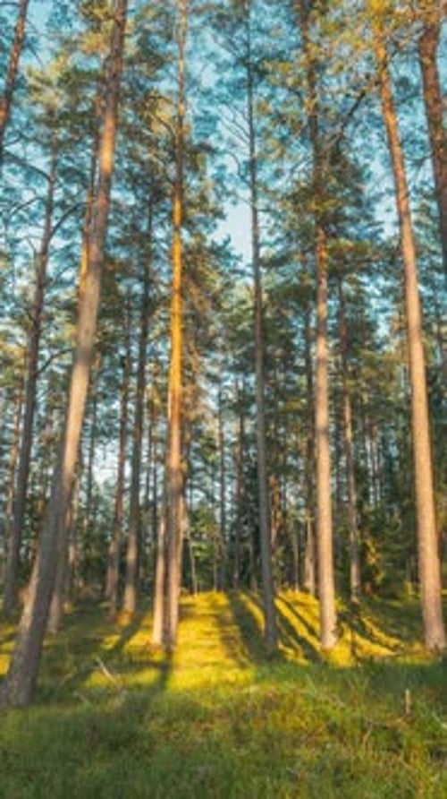Europe Forest Time Lapse Timelapse