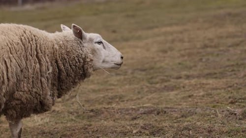 Unkempt Wool Pastoral Scene Sheep Outdoors
