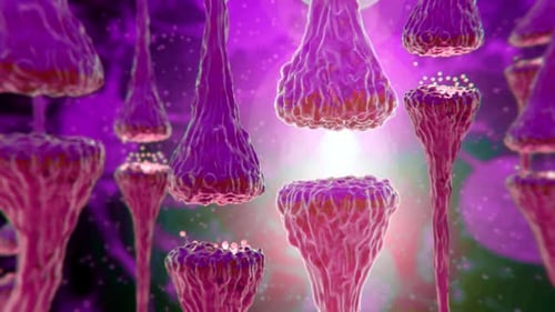 Brain Neurons