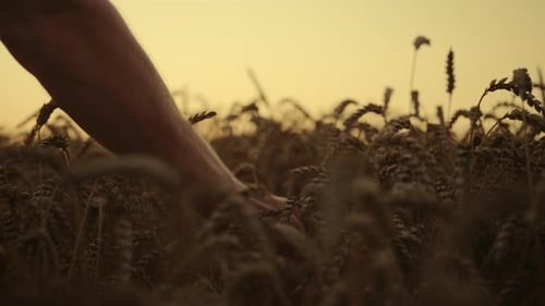 Wheat Harvest At Sunrise Morning Field Closeup. Unrecognizable Agronomist Man Hands Examining Bar...