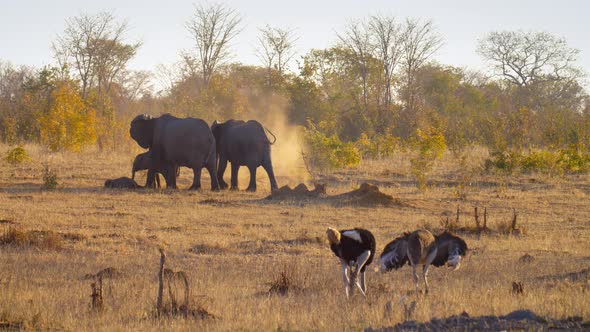 Ostrich and Elephants Walking in the wild, Africa, Nature Stock Footage ...