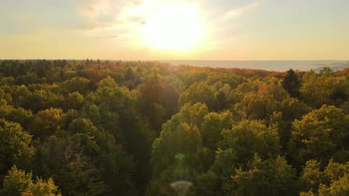 Lush Forest with Colorful Canopies in Autumn Woods on Sunny Evening Landscape of Autumnal Wild