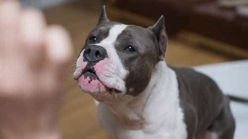 Engaging Video Shows a Playful Bond Between a Person and a Dog