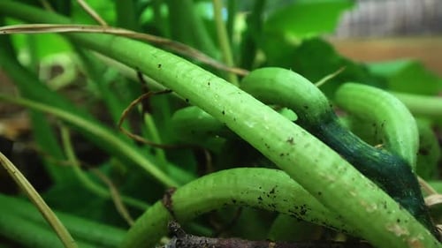 Close up of green bean sprout in a garden.
