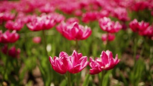 Close-Up of Pink Tulips Blooming in a Field