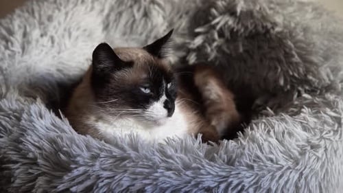 Relaxing Cat Resting in Comfortable Fluffy Bed