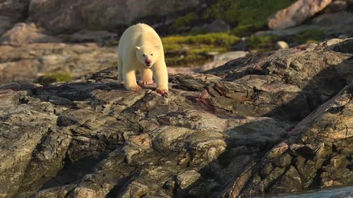 Ours polaire mangeant un animal inconnu dans l'environnement rocheux du front de mer du Groenland