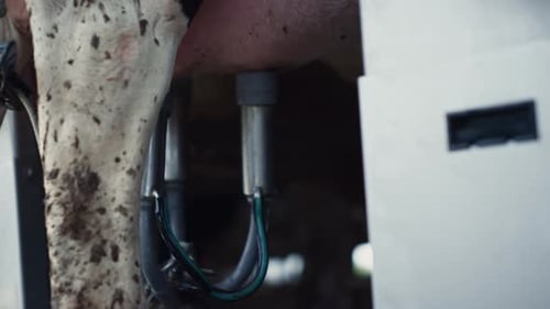 Système de pompage du lait fonctionnant sur la mamelle de la vache produisant du liquide frais Gros plan