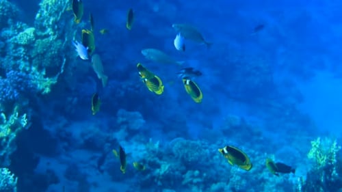 Blue yellow butterfly fish swimming in Red Sea in Egypt