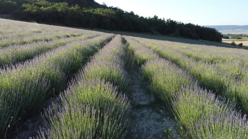 Aerial Lavender Fields