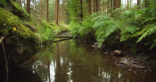 Lush ferns flank a serene stream with clear freshwater in a verdant spring forest. Arbor or Earth Da