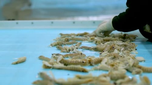 Worker wears gloves working on shrimp shellfish factory line sorting by size