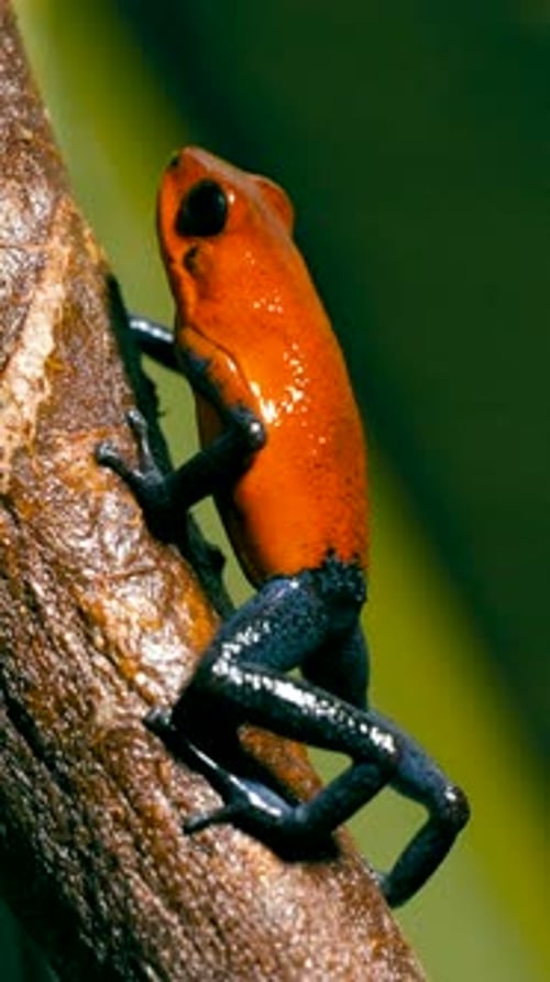 Grenouille Poison Dart Blue Jeans escaladant une branche au Costa Rica Vertical