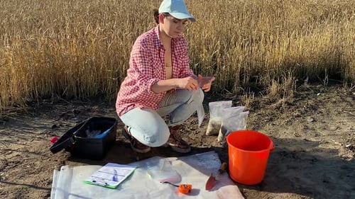 Female Farmer Conducting Sampling Ears of Wheat Outdoors at Sunrise