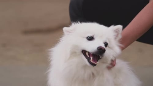 Woman Pets Fluffy White Dog Outdoors