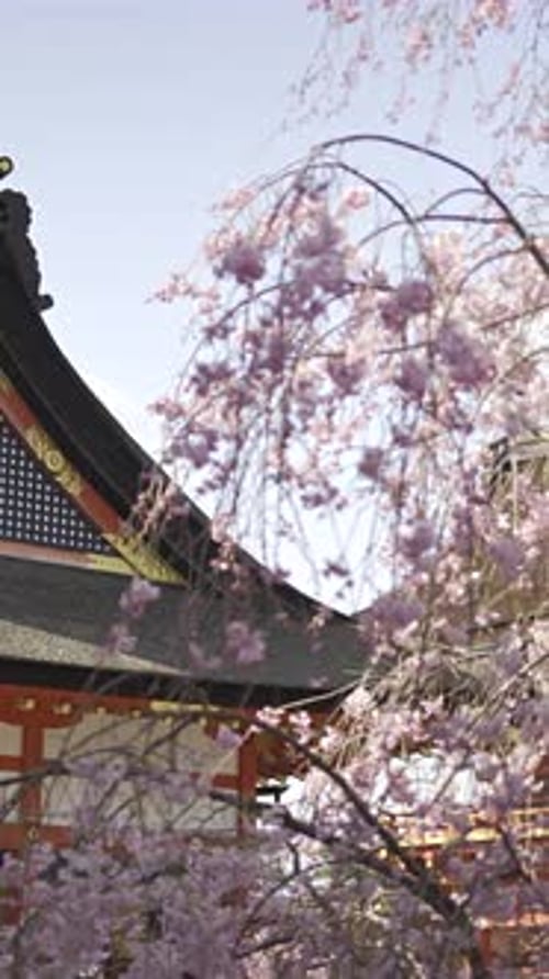 Fushimi Inari in Kyoto, Japan captivates with cherry blossoms and traditional architecture during sp