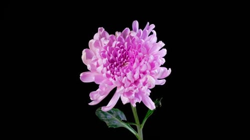 Pink Flower Blooming Against Black Background