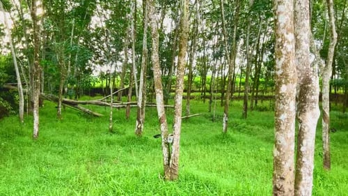 Tropical Tree Grove with Lush Greenery