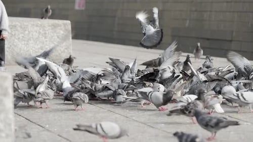 Pigeons captured in slow motion as they peck food