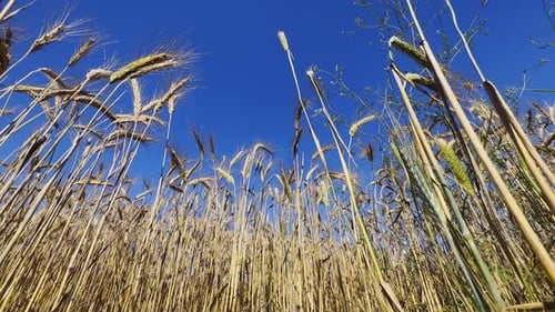 Yellow Spike Wheat Field Sway In The Wind 10