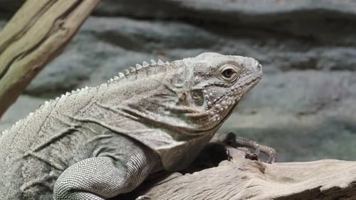 The Cuban rock iguana, Cyclura nubila. Cuban iguana llying on a branch.