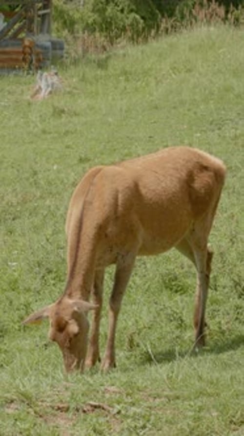 Deer Grazing in Meadow on Sunny Day